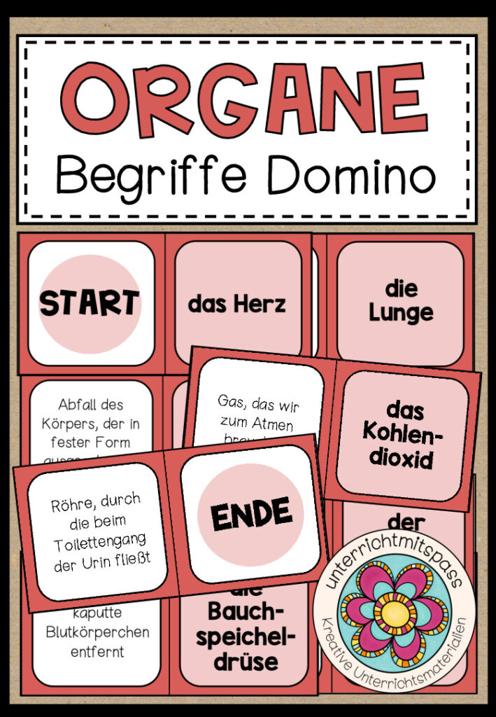 DIE ORGANE – Begriffe Domino