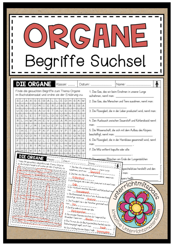 DIE ORGANE – Begriffe Suchsel (Arbeitsblatt)