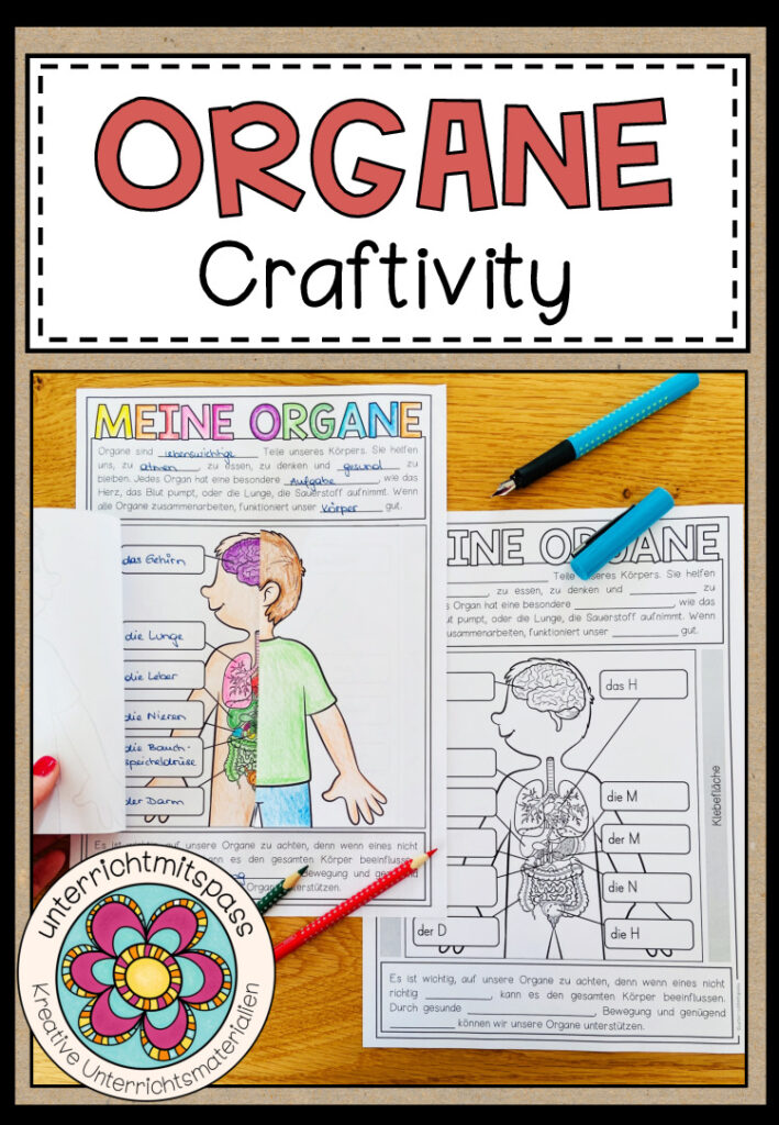 DIE ORGANE – Craftivity (Kreatives Merkblatt)