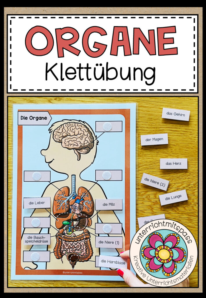 DIE ORGANE – Klettübung/ Legeübung