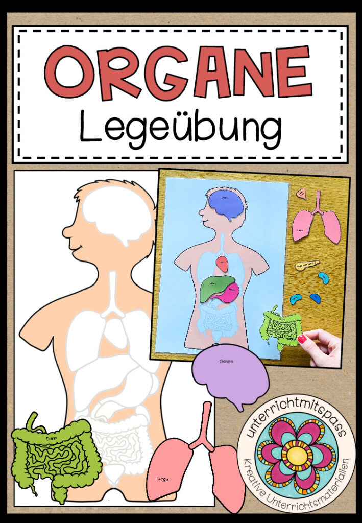 DIE ORGANE – Legeübung