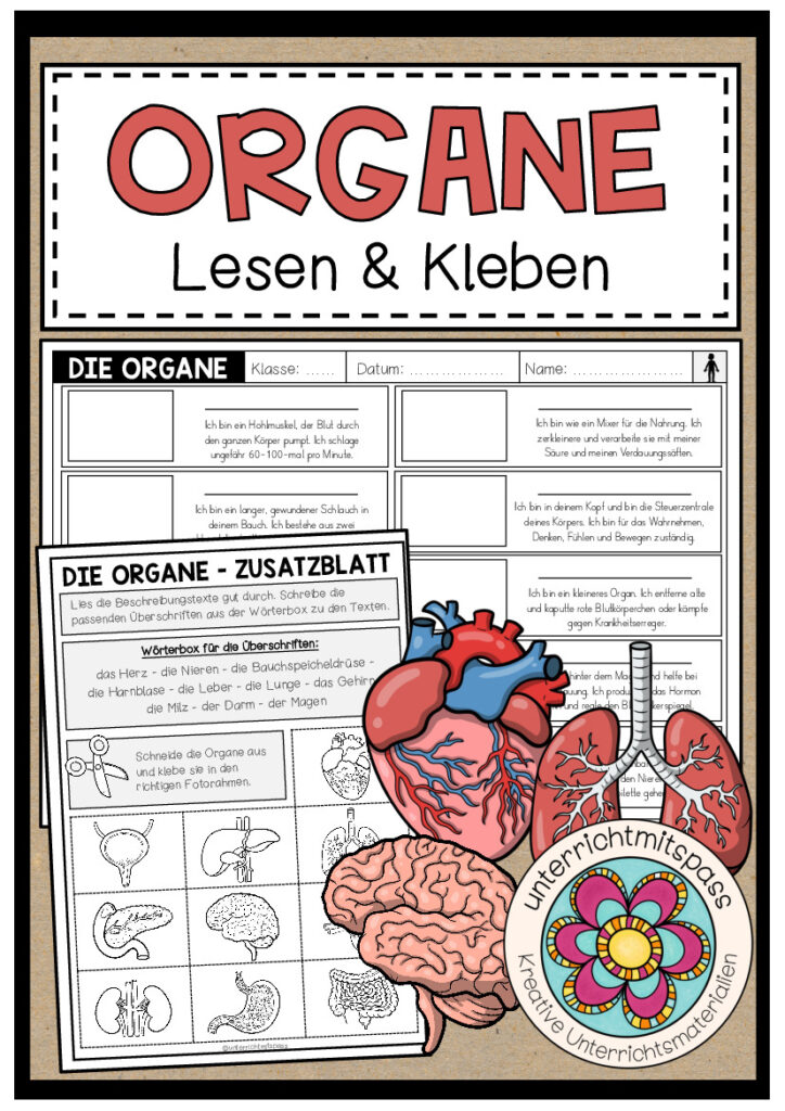 DIE ORGANE – Lesen und Kleben