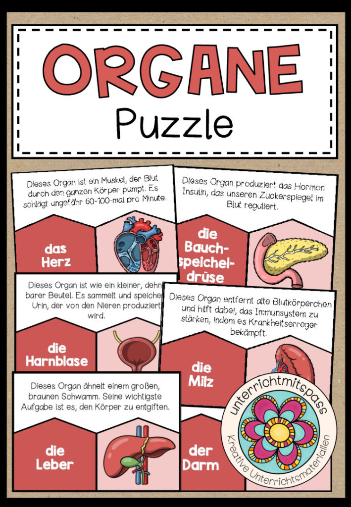 DIE ORGANE – Puzzle