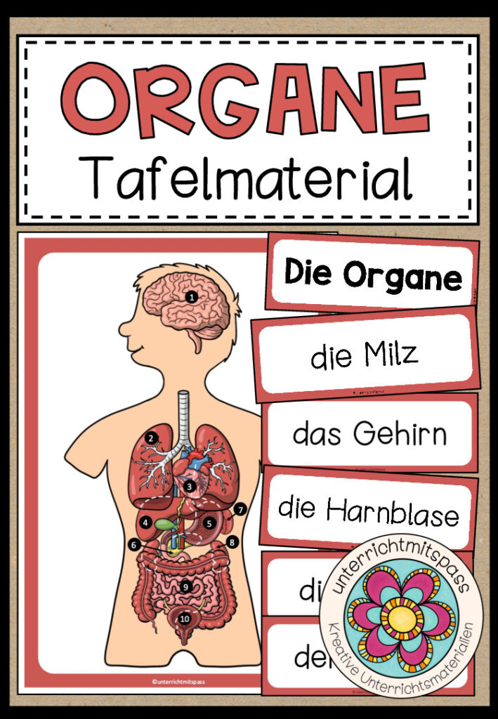 DIE ORGANE – Tafelmaterial