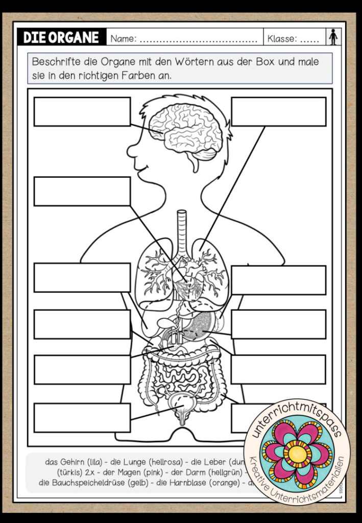 DIE ORGANE – Arbeitsblatt