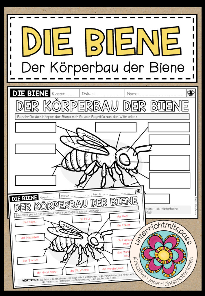 DIE BIENE – Der Körperbau der Biene (Arbeitsblatt)
