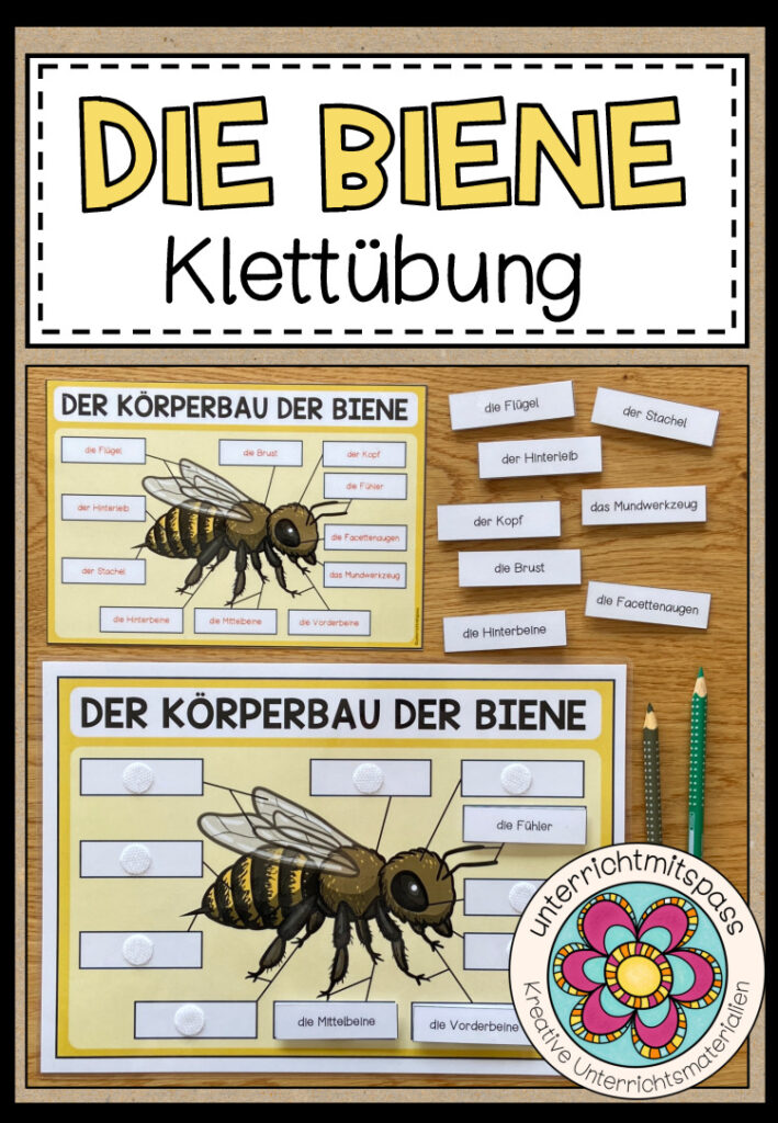 DIE BIENE – Der Körperbau der Biene (Klettübung)