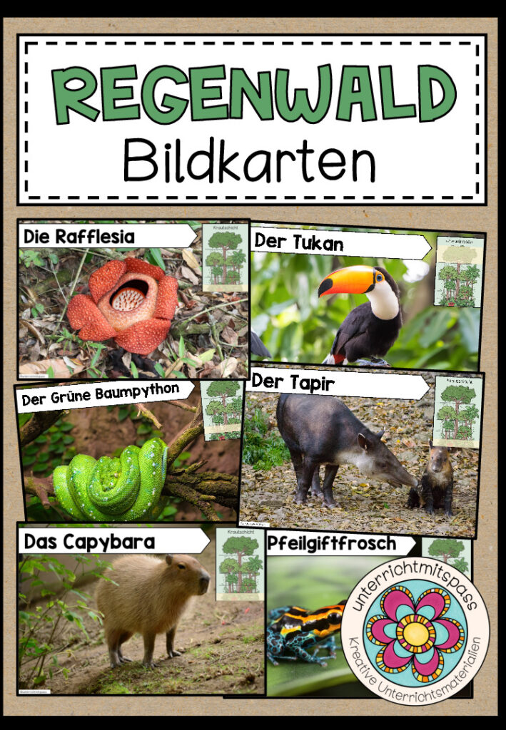 REGENWALD – Bildkarten (Fotokartei)