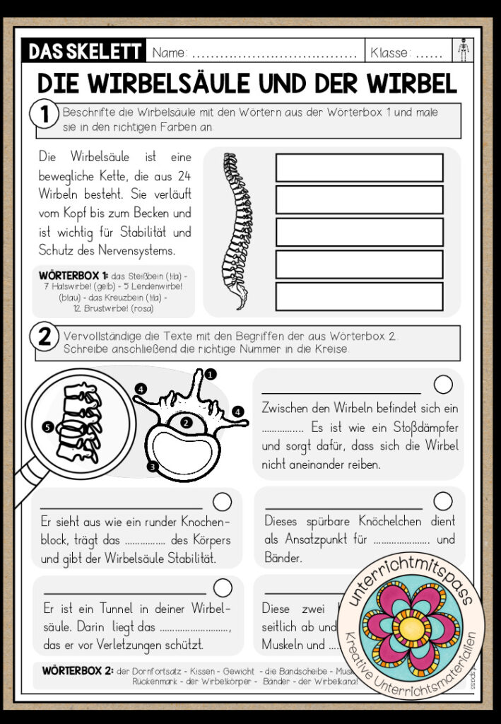DAS SKELETT – Die Wirbelsäule und der Wirbel (Arbeitsblatt)