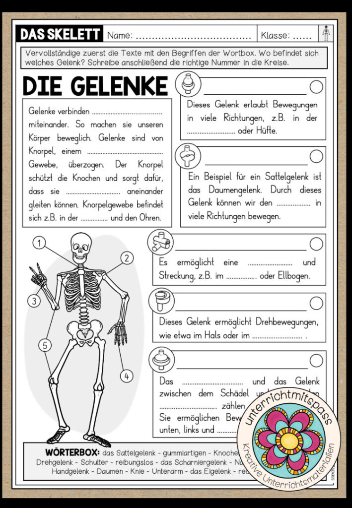 DAS SKELETT – Die Gelenke (Arbeitsblatt)