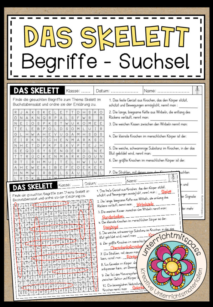 DAS SKELETT – Begriffe Suchsel (Arbeitsblatt)
