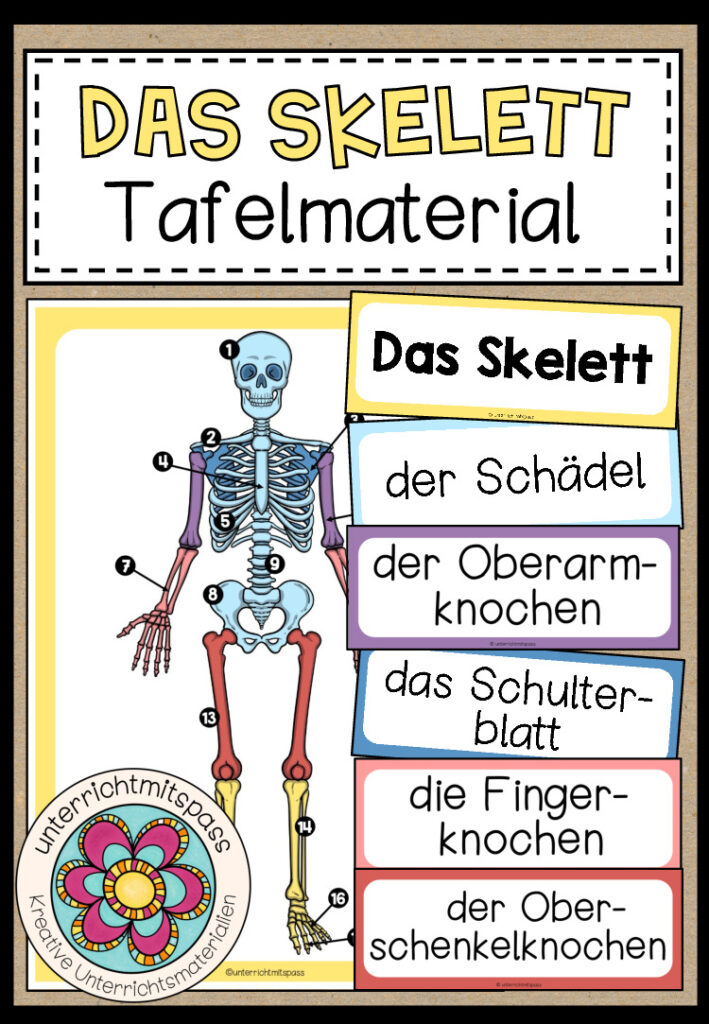 DAS SKELETT – Tafelmaterial