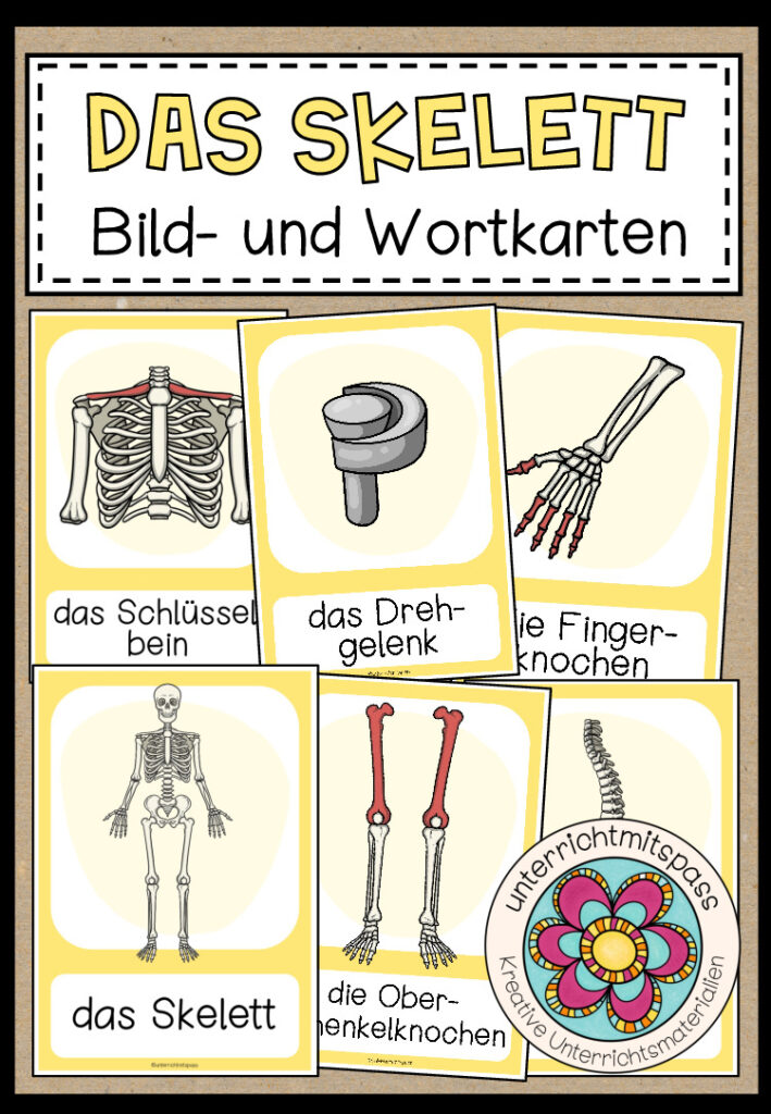 DAS SKELETT – Bild- und Wortkarten
