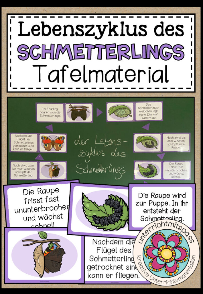 LEBENSZYKLUS DES SCHMETTERLINGS – Tafelmaterial
