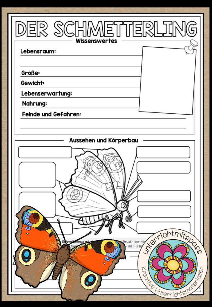 DER SCHMETTERLING – Steckbrief
