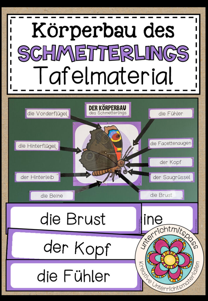 DER KÖRPERBAU DES SCHMETTERLINGS – Tafelmaterial