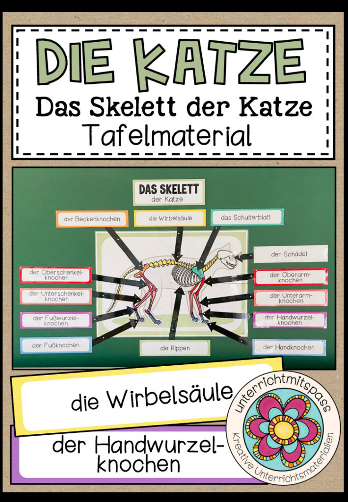 DAS SKELETT DER KATZE – Tafelmaterial