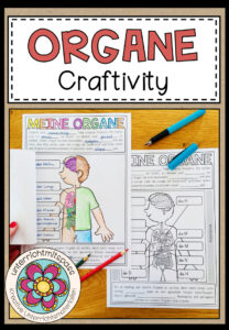 DIE ORGANE – Craftivity (Kreatives Merkblatt)