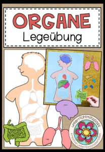 DIE ORGANE – Legeübung
