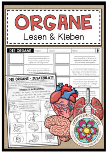 DIE ORGANE – Lesen und Kleben