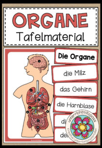 DIE ORGANE – Tafelmaterial