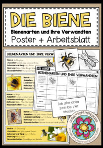Bienenarten und ihre Verwandten – Poster + Arbeitsblatt (2-fach differenziert)