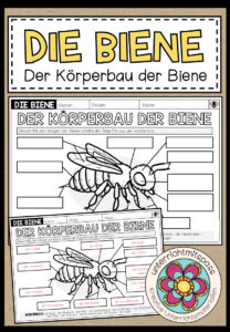 DIE BIENE – Der Körperbau der Biene (Arbeitsblatt)