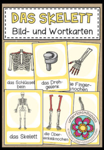 DAS SKELETT – Bild- und Wortkarten