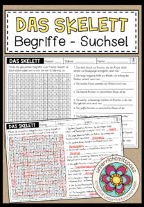 DAS SKELETT – Begriffe Suchsel (Arbeitsblatt)