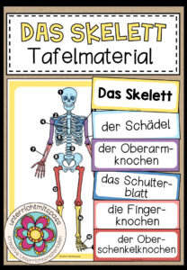 DAS SKELETT – Tafelmaterial