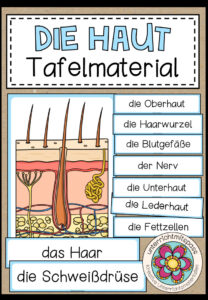 Der Aufbau der Haut – Tafelmaterial
