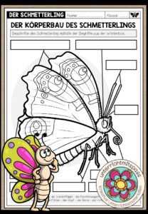 DER KÖRPERBAU DES SCHMETTERLINGS – Arbeitsblatt