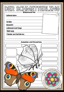 DER SCHMETTERLING – Steckbrief