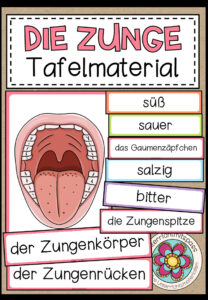 Der Aufbau der Zunge – Tafelmaterial