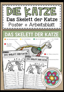 DAS SKELETT DER KATZE – Poster + Arbeitsblatt