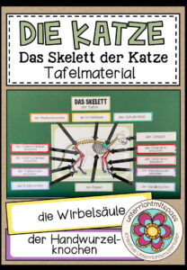 DAS SKELETT DER KATZE – Tafelmaterial